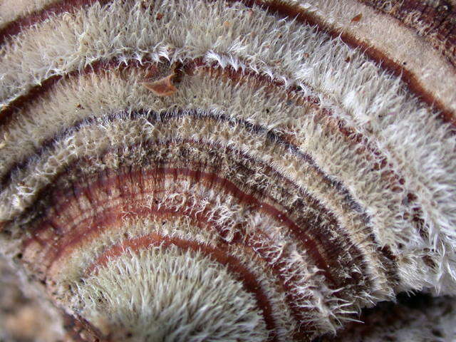 Image of Trametes