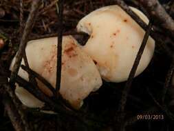 صورة Rhodocollybia