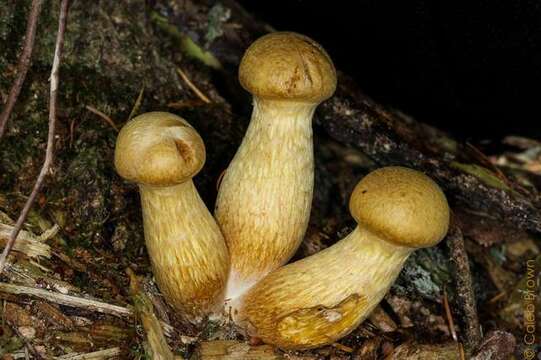 Imagem de Gymnopilus