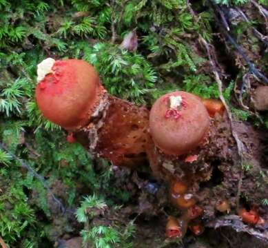 Sivun Calostomataceae kuva