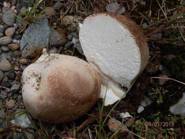 Слика од Calvatia