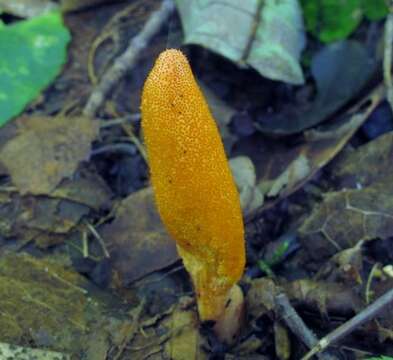 Cordyceps resmi