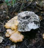 Image of Russula cantharellicola Arora & N. H. Nguyen 2014