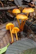 Image of Mycena leaiana (Berk.) Sacc. 1891