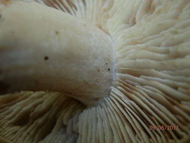 صورة Rhodocollybia