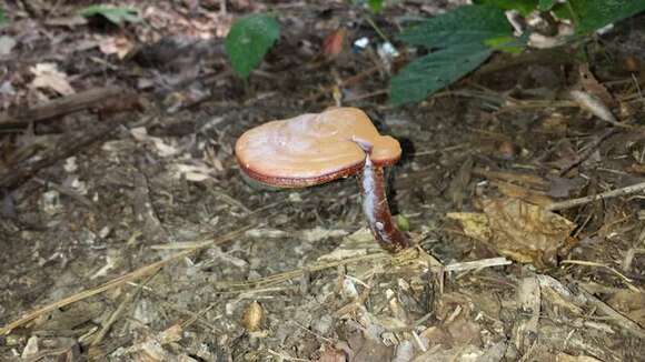 Image of Ganoderma