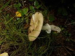 Image of gemmed Amanita