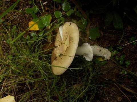 Слика од Amanita gemmata (Fr.) Bertill. 1866