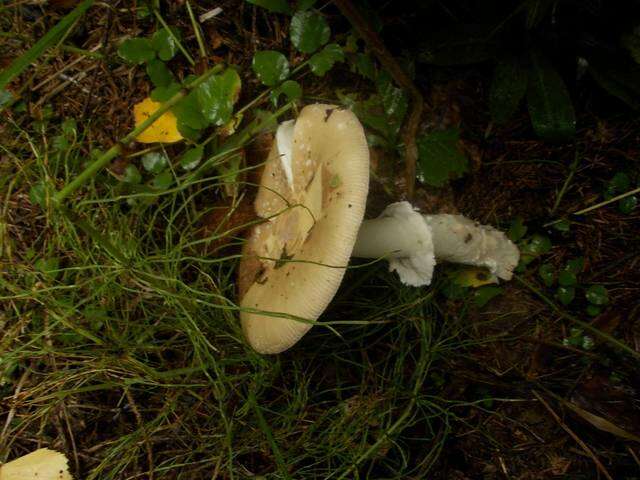 Image of gemmed Amanita