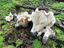 Image of Cantharellus subalbidus A. H. Sm. & Morse 1947