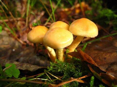 Image of Hypholoma