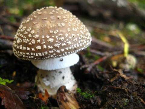 Image of Amanita excelsa (Fr.) Bertill. 1866