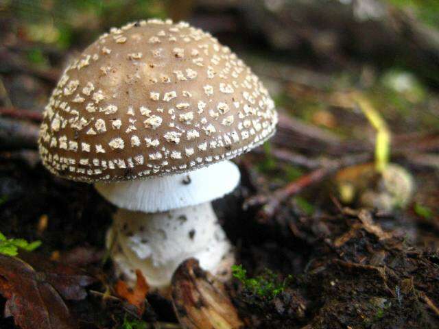 Plancia ëd Amanita excelsa (Fr.) Bertill. 1866