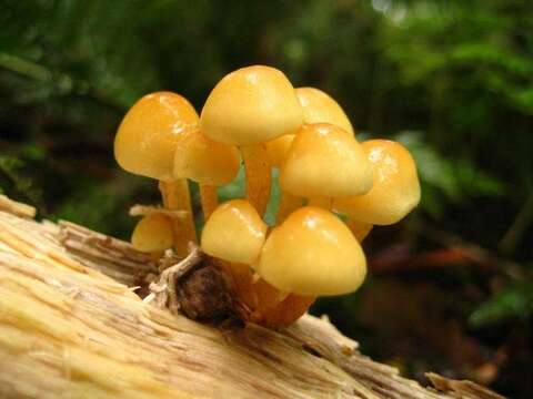 Image of Hypholoma