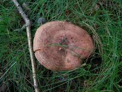 Image of Milk Cap Mushrooms