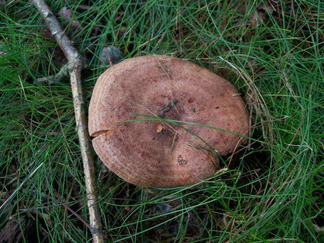 Image of Milk Cap Mushrooms