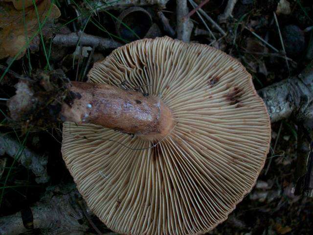 Image of Lactarius