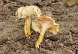 Image of Cantharellus chicagoensis Leacock, J. Riddell, Rui Zhang & G. M. Muell. 2016