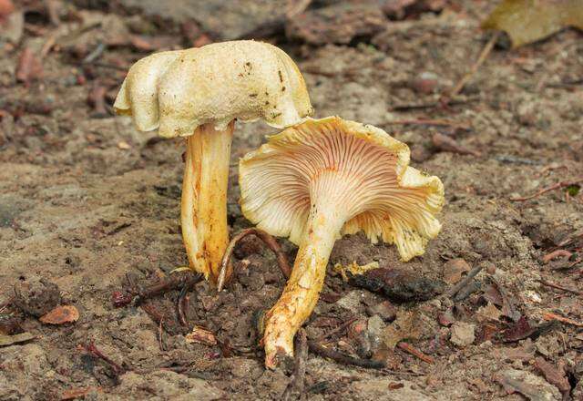 Image de Cantharellus chicagoensis Leacock, J. Riddell, Rui Zhang & G. M. Muell. 2016