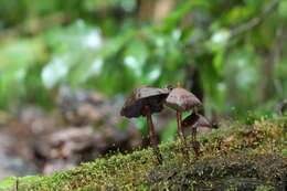 Plancia ëd Psilocybe yungensis Singer & A. H. Sm. 1958