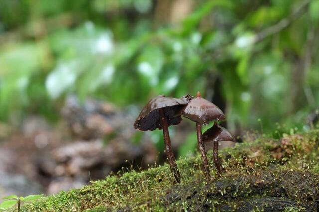 Plancia ëd Psilocybe yungensis Singer & A. H. Sm. 1958