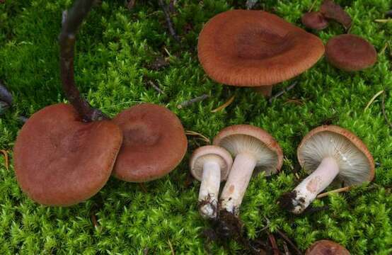 Image of Milk Cap Mushrooms