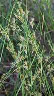 Juncus tenuis Willd. resmi