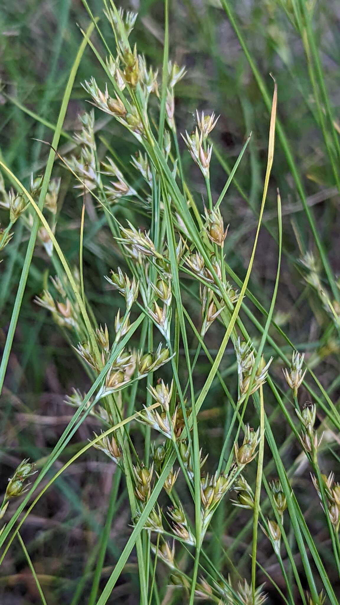 Image of Slender rush