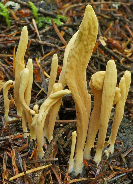 Clavariadelphaceae resmi