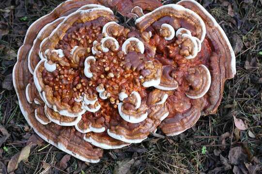 Imagem de Ganoderma sessile Murrill 1902