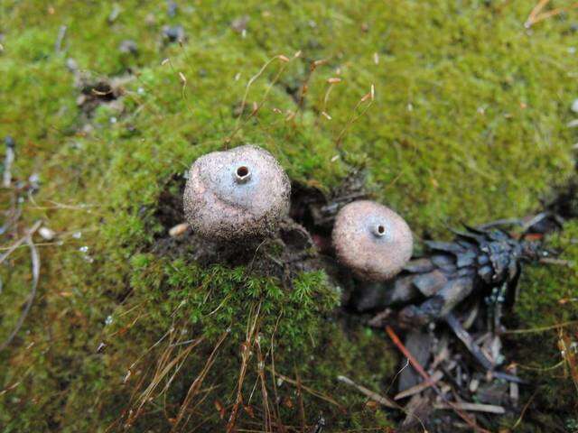 Image of Tulostoma