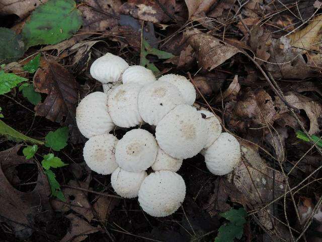 Imagem de Lycoperdon