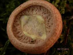 Image of Lactarius vinaceorufescens A. H. Sm. 1960