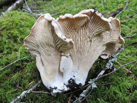 Image de Cantharellus subalbidus A. H. Sm. & Morse 1947