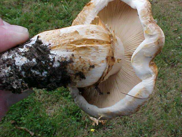 Tricholoma focale (Fr.) Ricken 1914 resmi