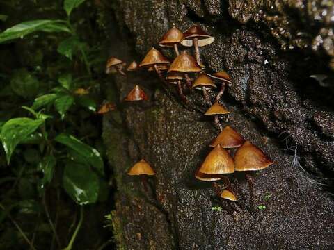 Plancia ëd Psilocybe yungensis Singer & A. H. Sm. 1958