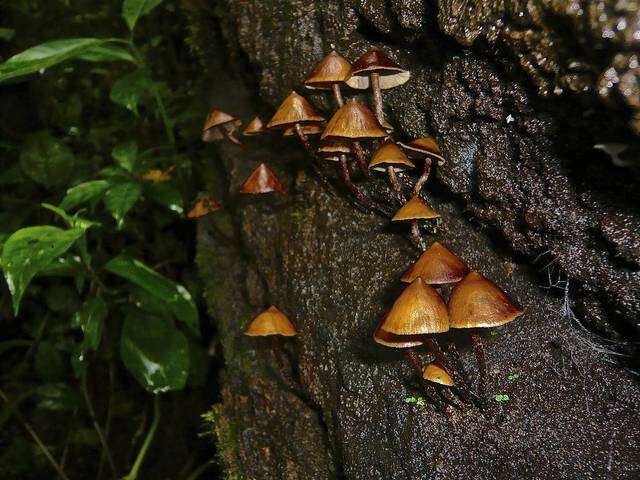 Plancia ëd Psilocybe yungensis Singer & A. H. Sm. 1958