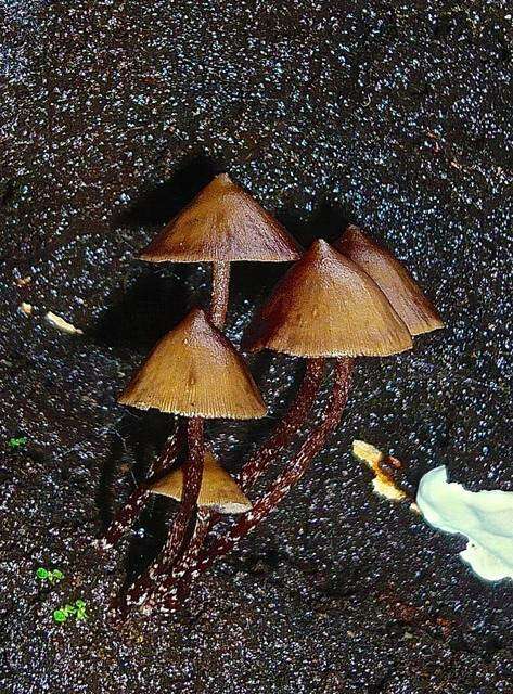 Image of Psilocybe yungensis Singer & A. H. Sm. 1958