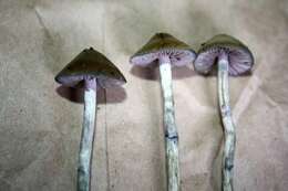 Plancia ëd Psilocybe cyanofibrillosa Guzmán & Stamets 1980