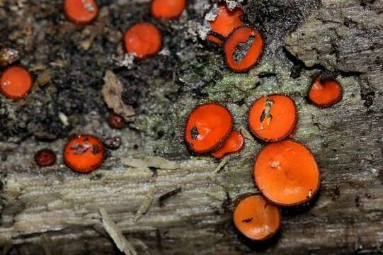 Image of Scutellinia (Cooke) Lambotte