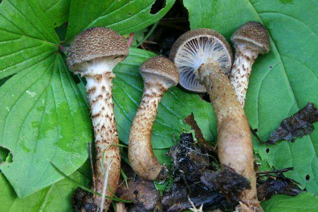 Image of Cortinarius pholideus (Lilj.) Fr. 1838