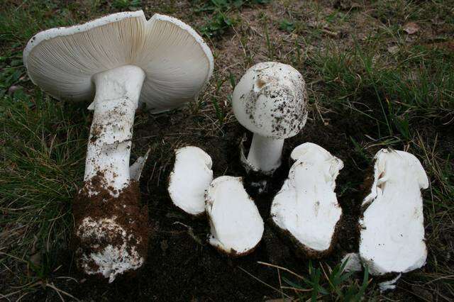 Imagem de Amanita suballiacea (Murrill) Murrill 1941