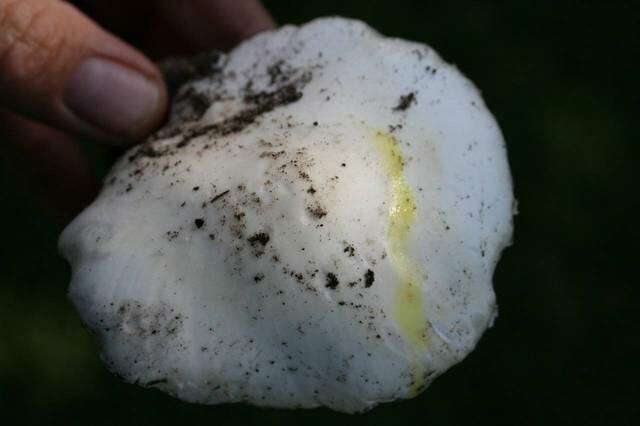 Слика од Amanita suballiacea (Murrill) Murrill 1941