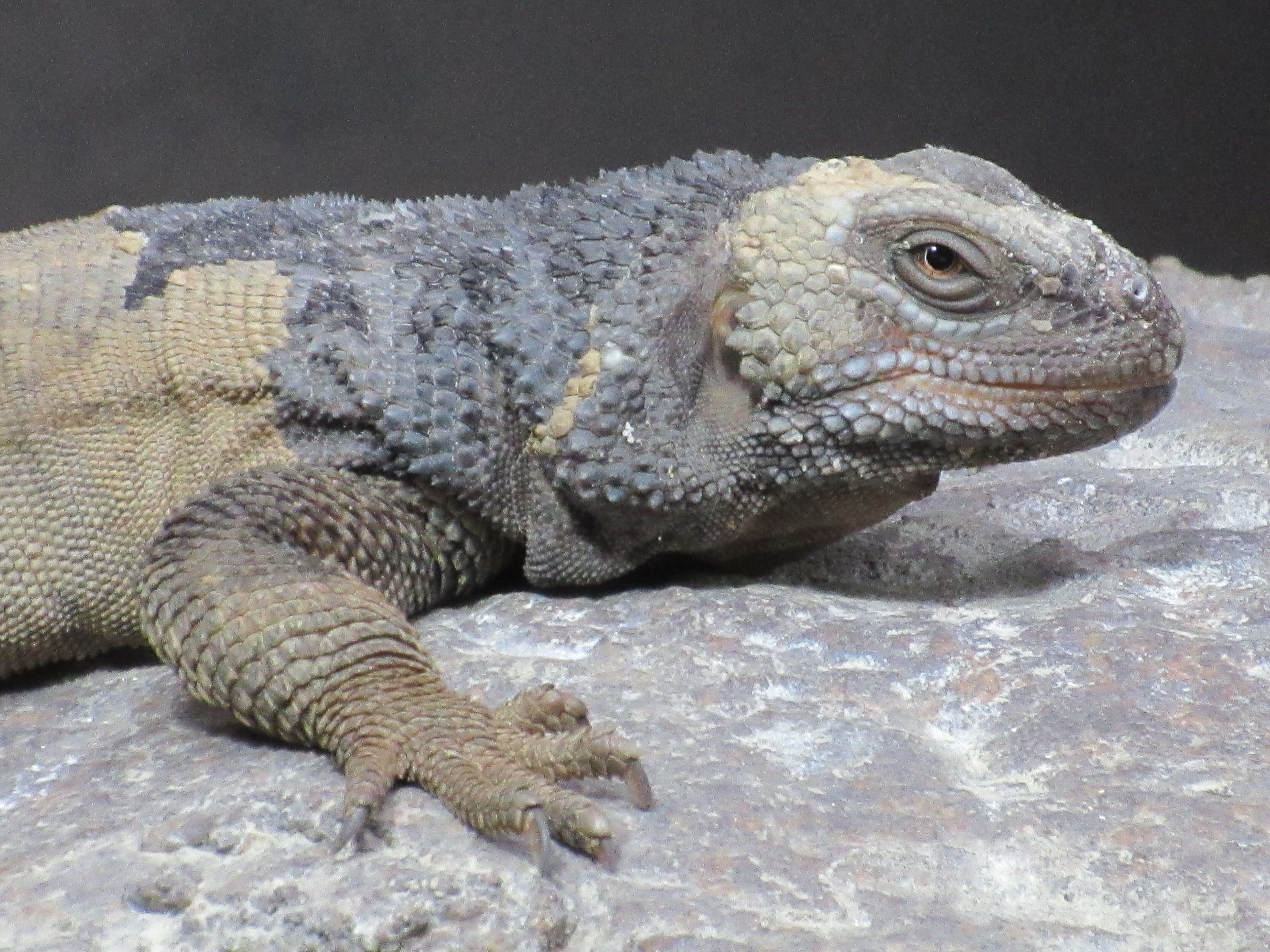 Image of Angel Island chuckwalla