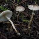 Image of Lepiota felina (Pers.) P. Karst. 1879