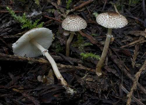 Image of Lepiota