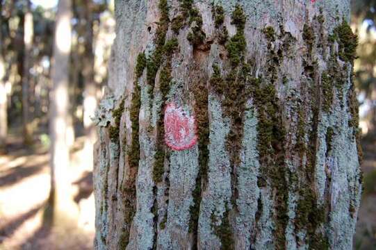 Image of Arthoniaceae