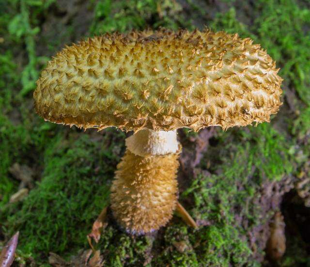 Слика од Leucopholiota