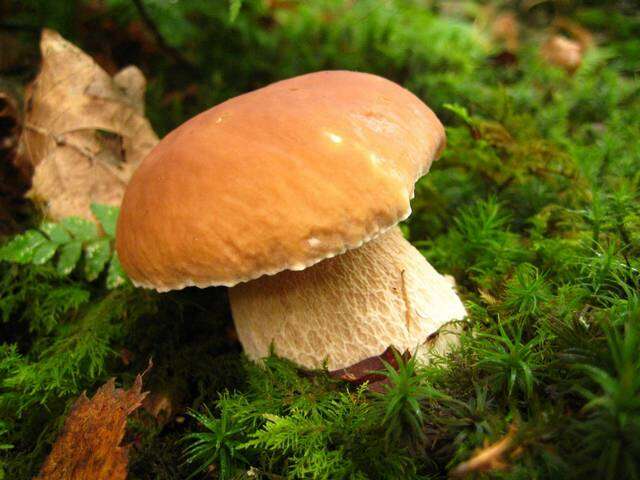 Image of Boletus