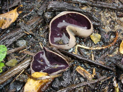 Image of cup fungi